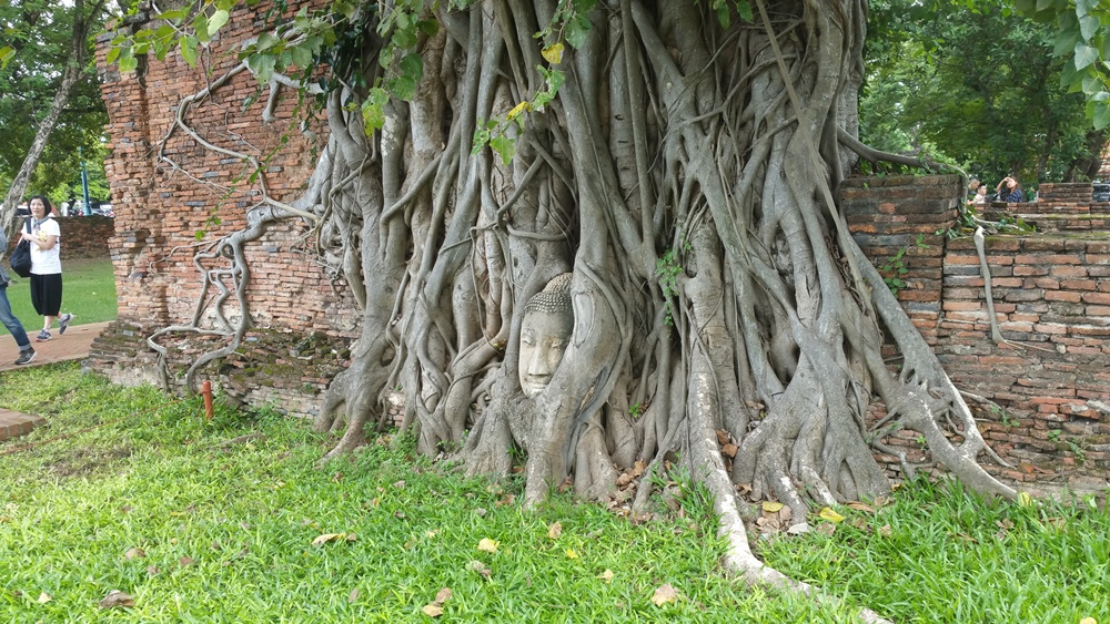 アユタヤ木の根の仏頭