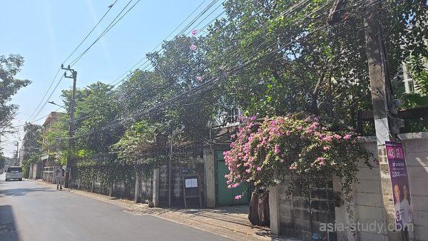 街路沿いの花が咲く塀とゲート、ブーゲンビリアが垂れる