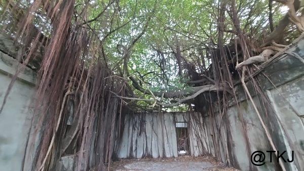 高雄番茄會社の建物内部、屋根を失い木の枝が伸びる廃墟空間