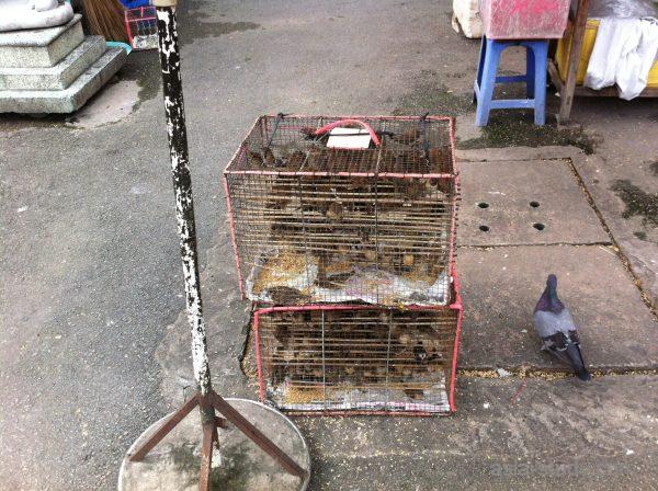 ヴィンギエム寺前で売られる鳥の放生用ケージ