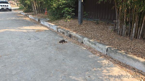 竹林沿いの園内道路、路面に落ちている動物のフン