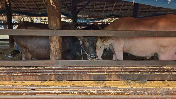 柵の中で並ぶ水牛とブタ（畜舎の動物たち）