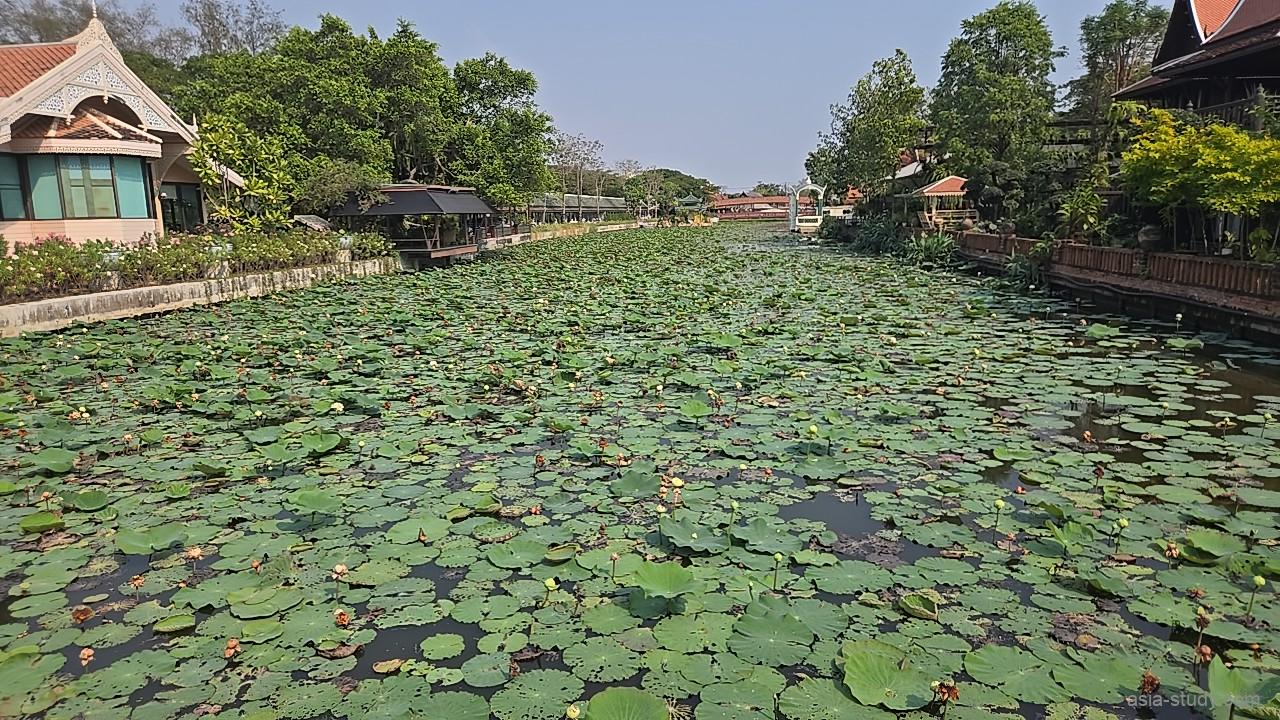 ハスの葉で埋まった水路と、両岸の建物（アンシエント・シティ）